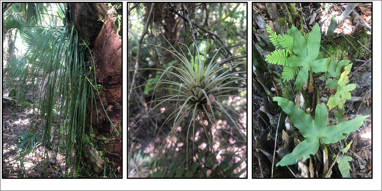 Figure 8. Three plants side by side including shoestring fern, giant airplant and golden polypody.