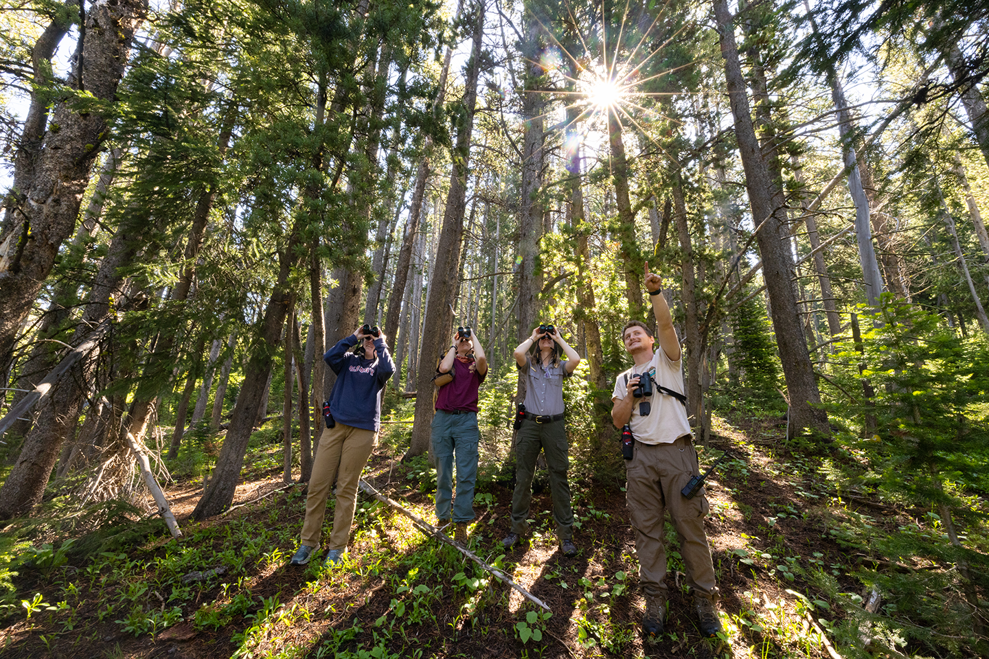 Three people with binoculars look off-camera to where a fourth person is pointing at something high in the forest canopy. Surrounding them, the sun pokes through a forest of pine trees.