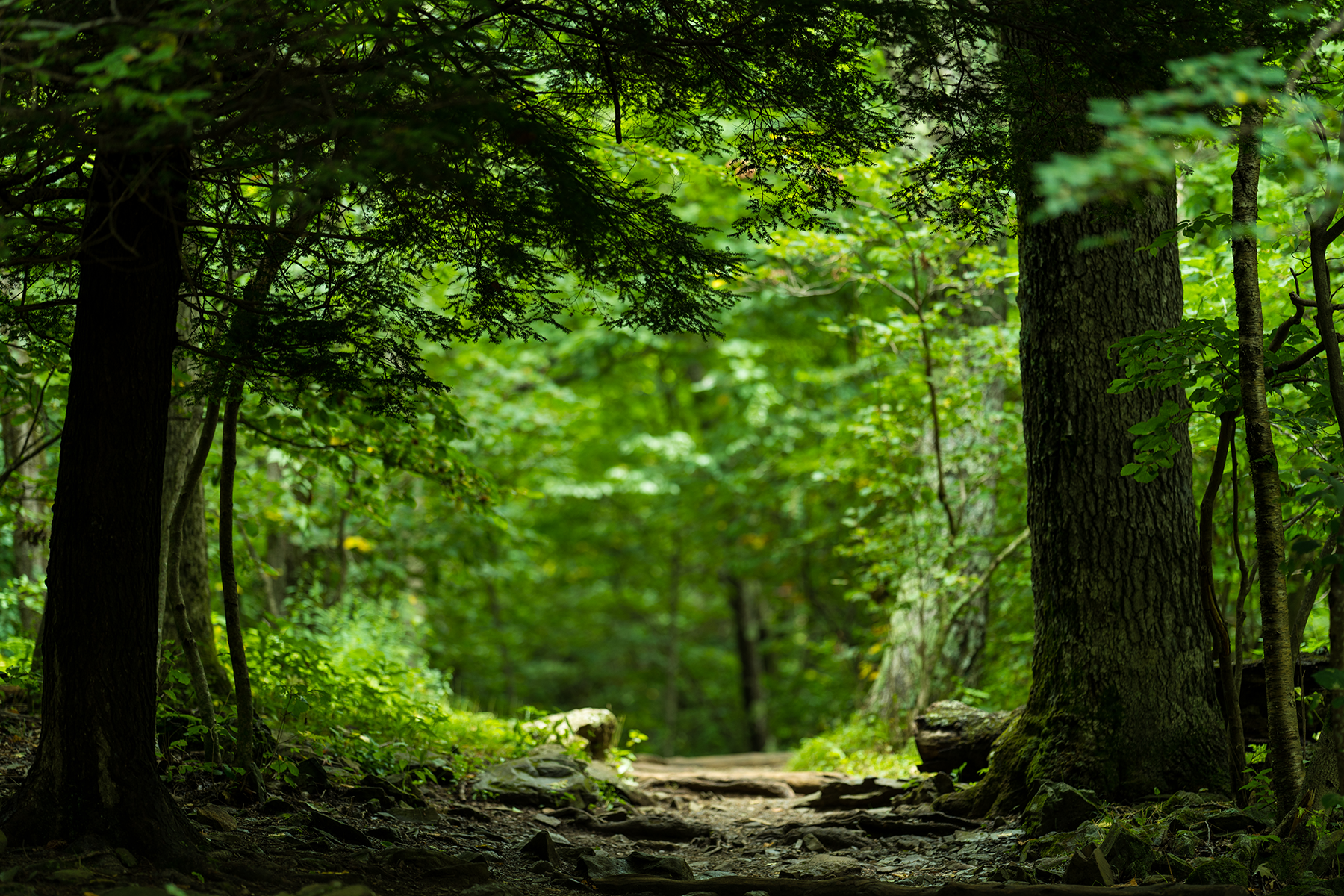 Dense green trees bracket a hiking trail through a forest.