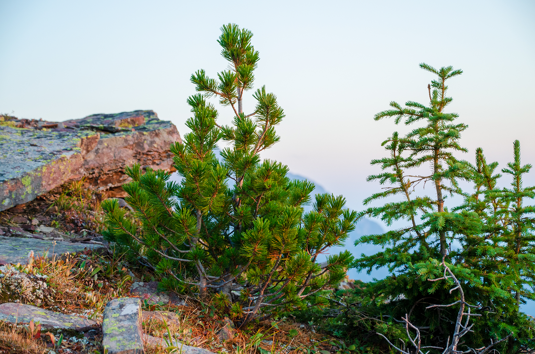 Two small evergreen trees grow on a rocky surface, with open sky and a mountaintop in the background.