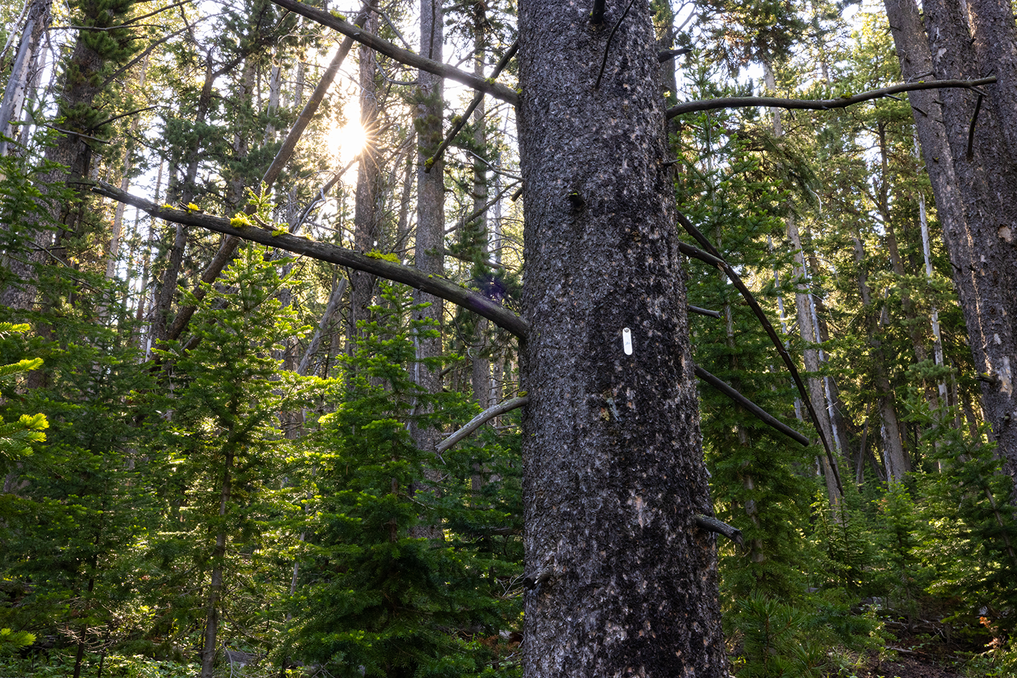 A whitebark pine forest. The foremost tree has a small metal tag on the trunk