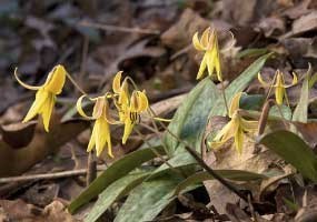 trout lillies