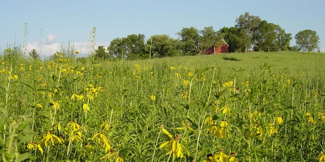 tallgrass prairie