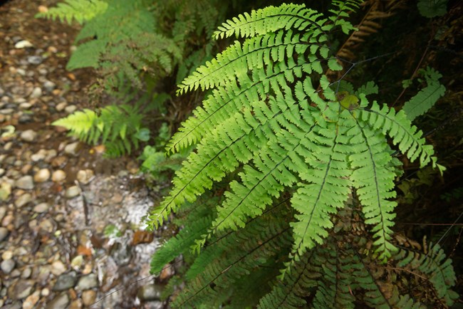 Fern in Redwood National and State Parks