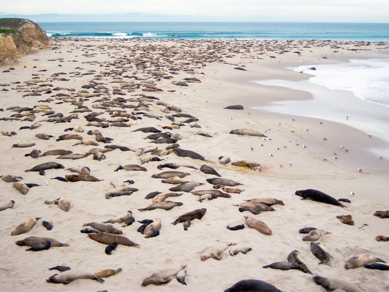 Overview of a beach covered in elephant seals, including many elephant seal pups