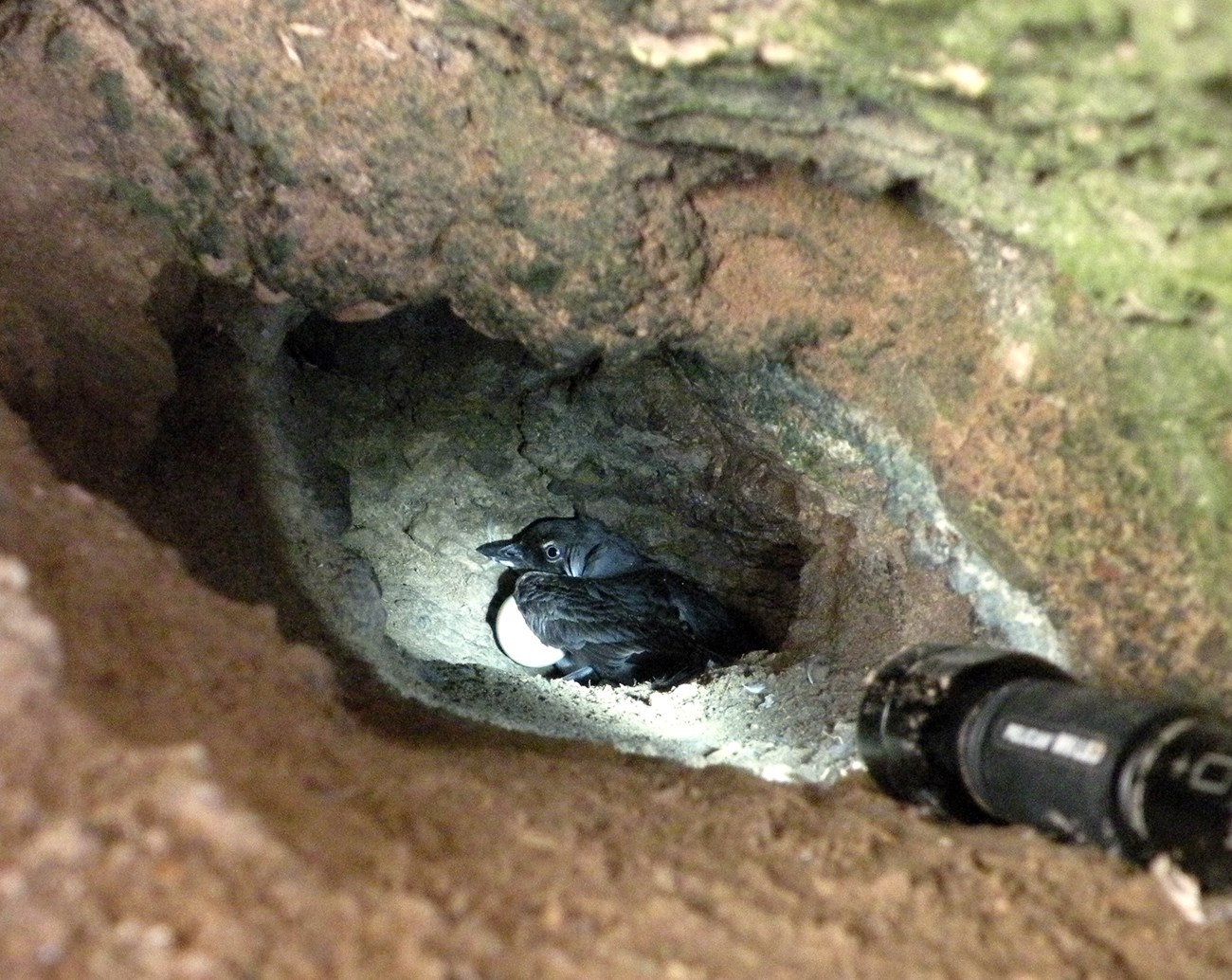 A flashlight illuminates a Cassin's auklet with an egg in the back of a long, narrow burrow