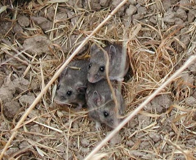 Three island deer mice climbing out of a burrow in the ground