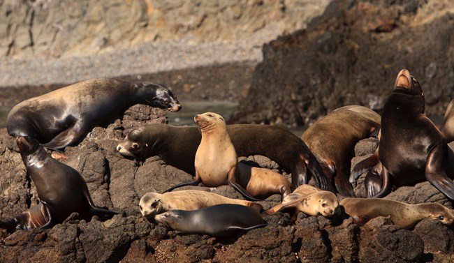 Group of sea lions hauled out onto a rocky section of coast. ©Tim Hauf, timhaufphotography.com