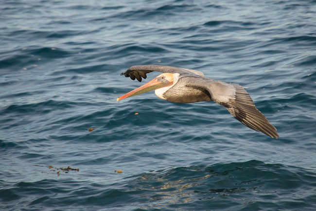 Brown pelican gliding just a couple of feet above the ocean