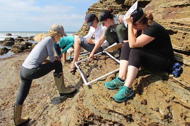 Uniformed staff person pointing out a rocky intertidal organism in a monitoring grid as other people look on.