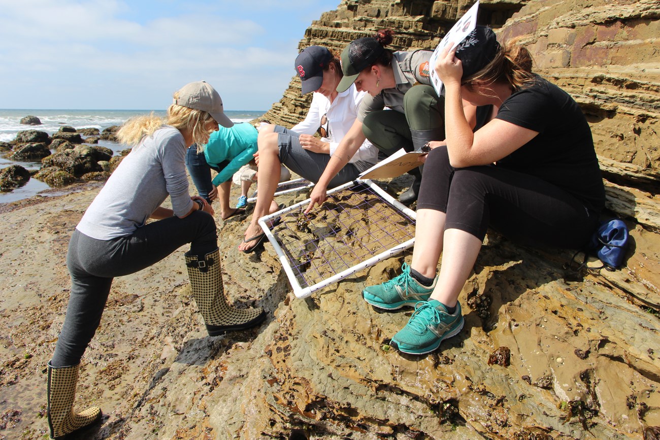 Park staff person pointing something out in a rocky intertidal monitoring plot