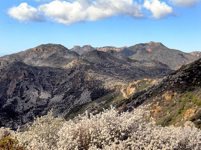 View out across a mountainous landscape covered in blooming white shrubs