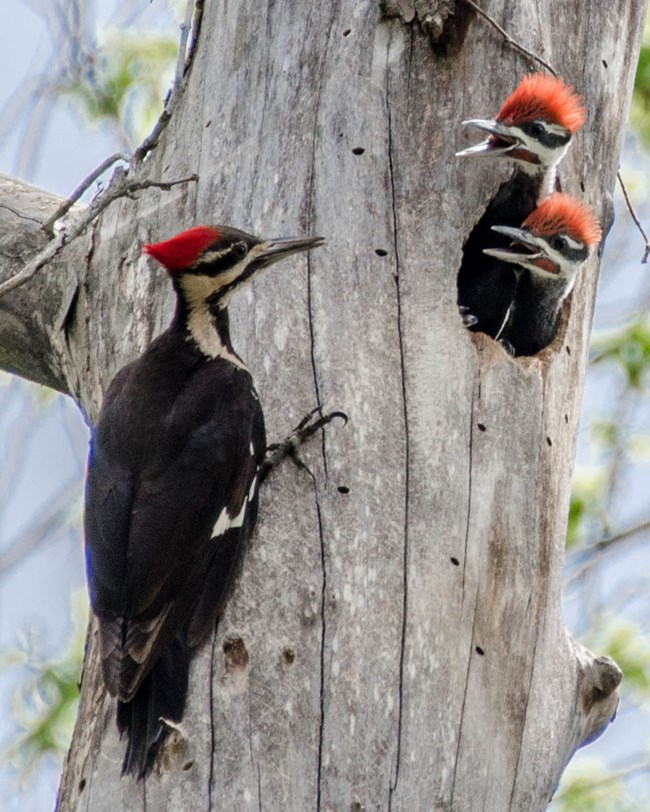 Large woodpecker parent facing two baby woodpeckers vocalizing from their hole in a dead tree