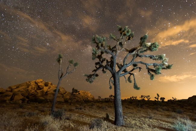 Night sky at Joshua Tree National Park with a Joshua Tree in the foreground and granite boulders in the background