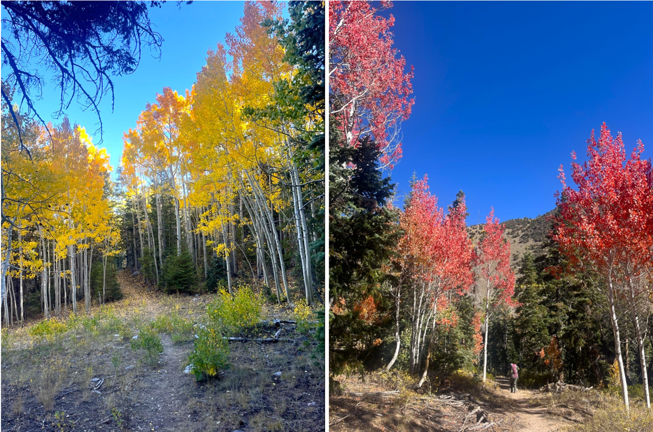 Side by side photos with stand of bright yellow aspen on left, flanking a path through the trees and red aspen on right with a person hiking a trail through them.