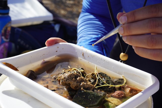 A hand holds tweezers that grasp tiny snail held above a shallow plastic tub containing water, plant matter, and rocks