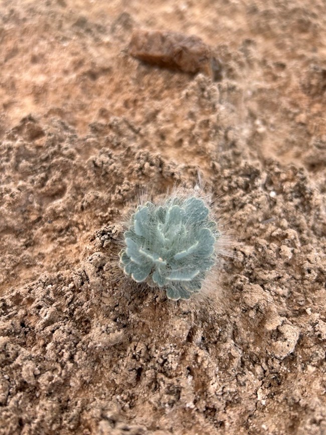 Small, sage green, hairy-leaved plant growing in biological soil crust