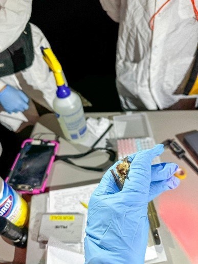 Tiny bat is held in a hand wearing blue latex glove and data recording equipment seen in background.