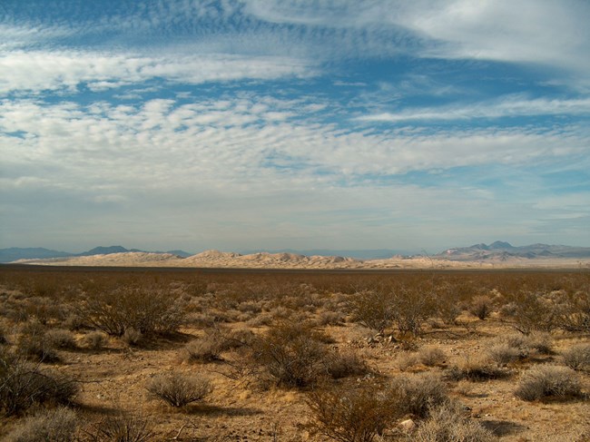 sand dunes stretch across the backdrop of desert landscaping below a sky littered with white clouds