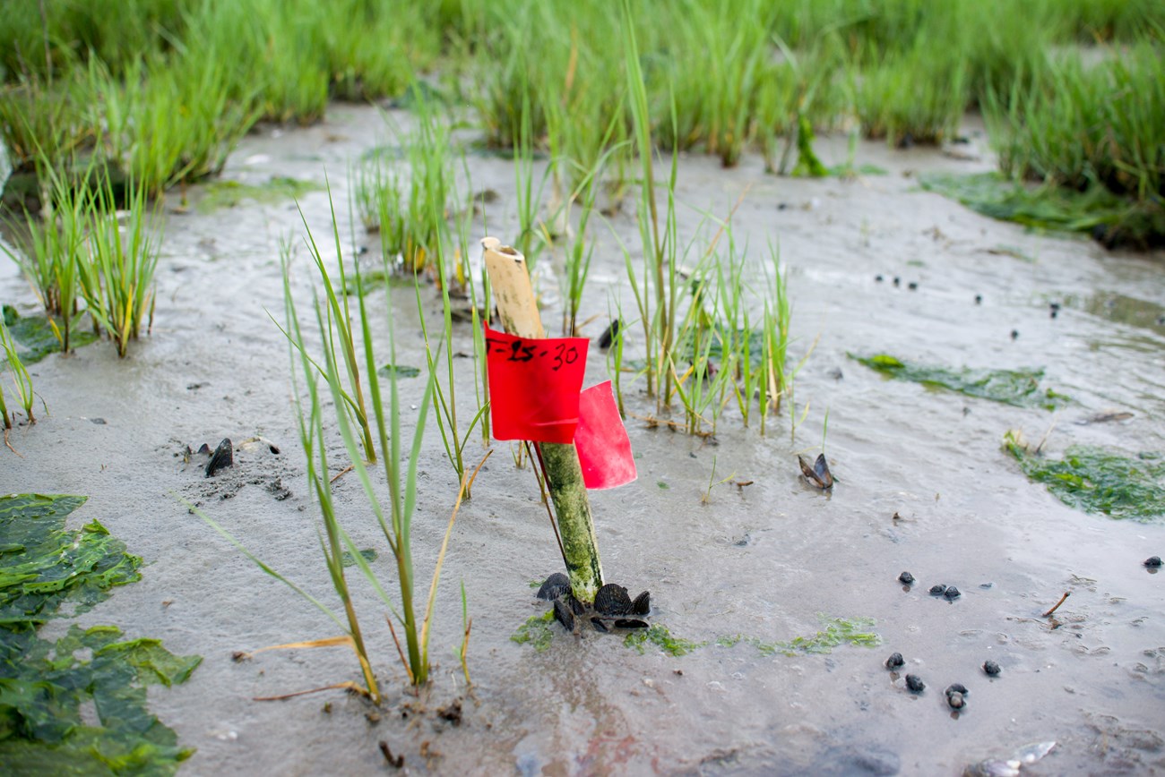 A small red plastic flag with numbers on it stands in muddy ground in a salt marsh