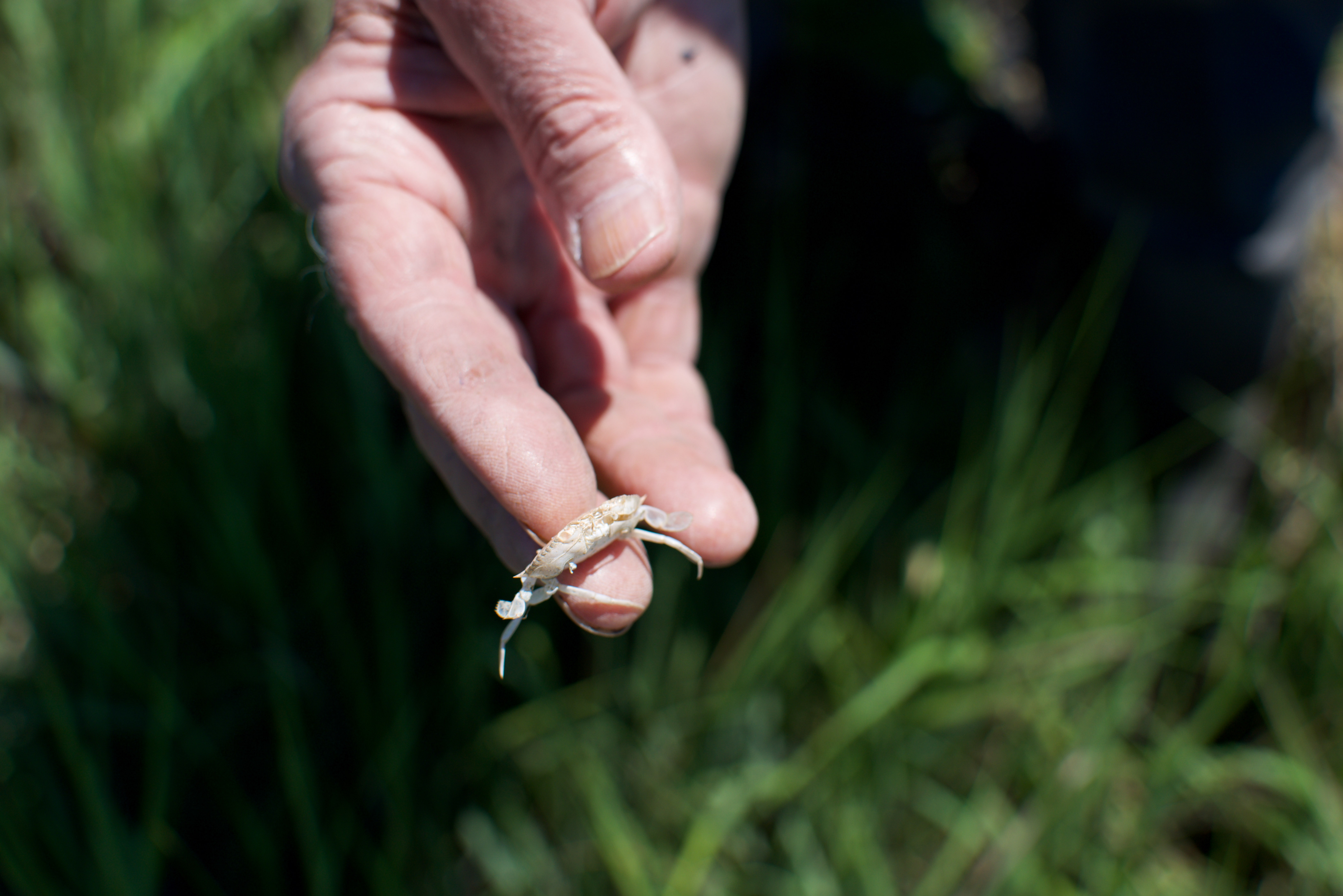 A finger balancing the dried, pink molt of a Blue Crab