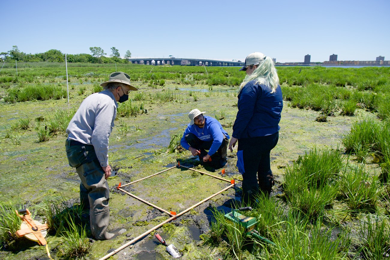 A park scientist and two interns stand around a square frame laid on the ground of a salt marsh