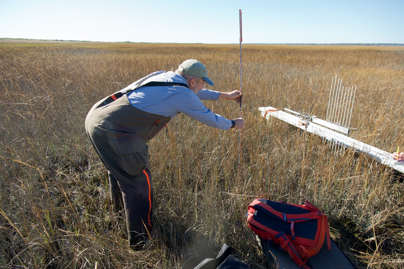 A researcher bends at his waist, holding a meter stick, to measure a blade of grass in a marsh