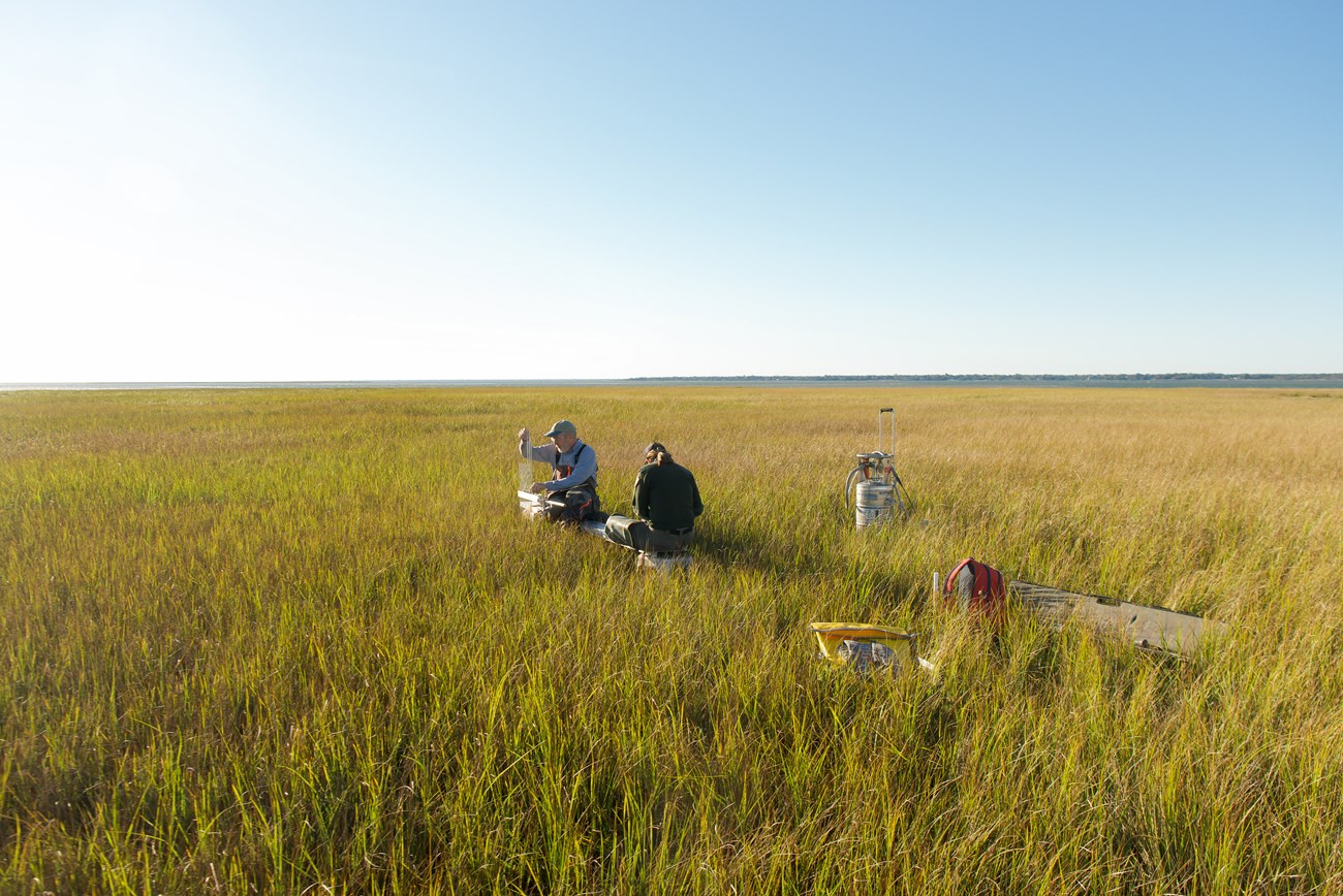 Two field crew members sit facing each other in the middle of a marsh, warm sunlight shines on the marsh