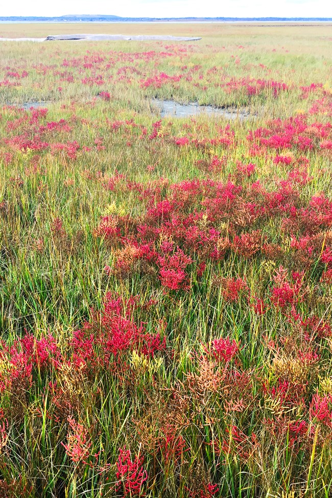 A green vegetated salt marsh with pink patches of flowers