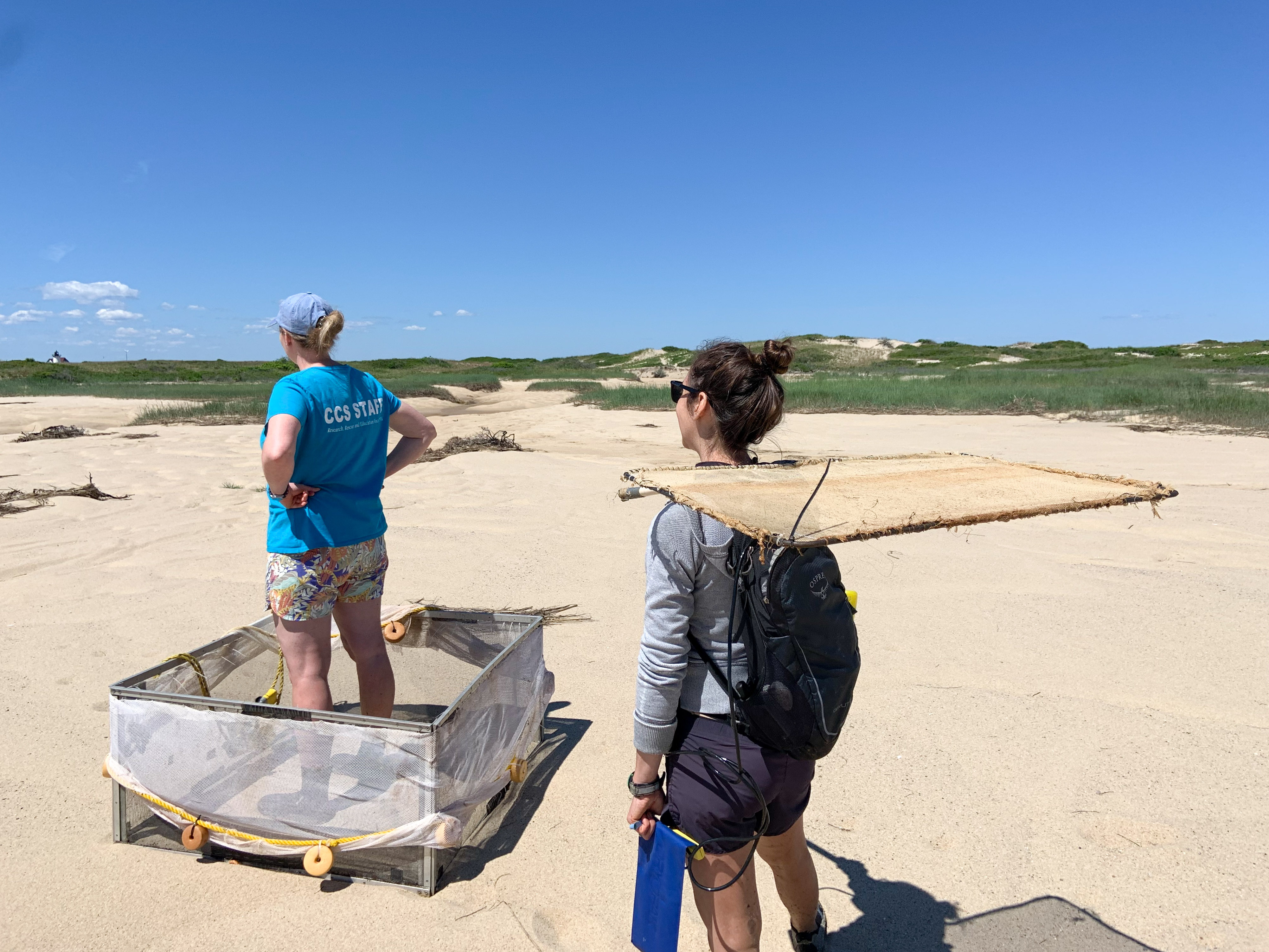 Two field crew members stand look into the distance towards the left on a sandy beach. One stands in a square netted frame, the other stands with a rectangular net on her shoulders.