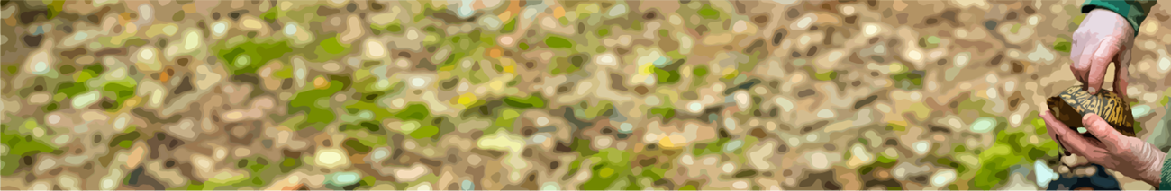 Illustration of hands holding a box turtle shell.