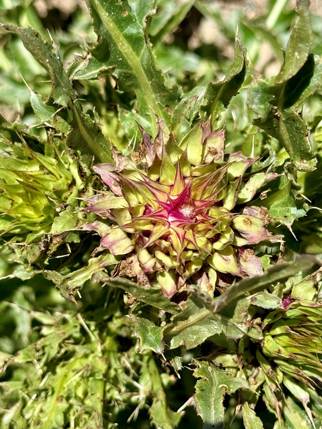 Spiny thistle plant with a purple-pink flower bud surrounded by jagged green leaves.