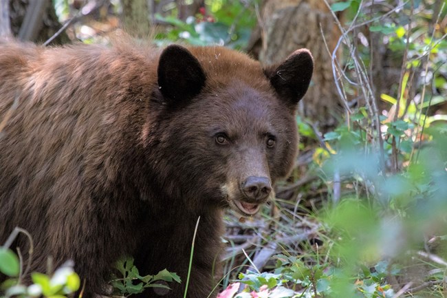 Cinnamon-colored black bear walking through dry leaf litter.