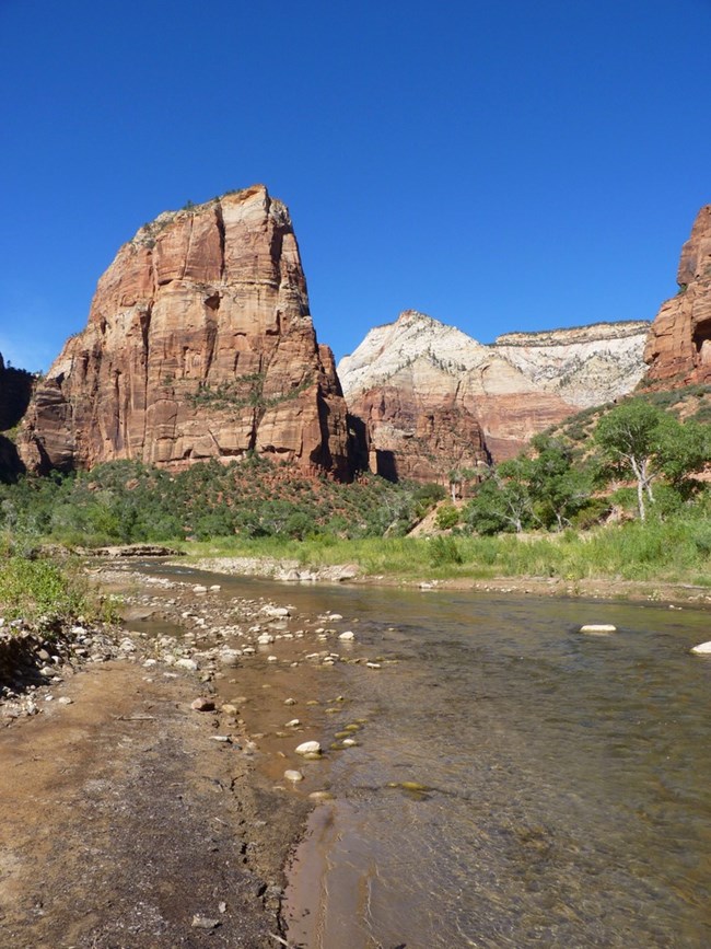 Angels Landing rises above the Virgin River on a clear summer day.