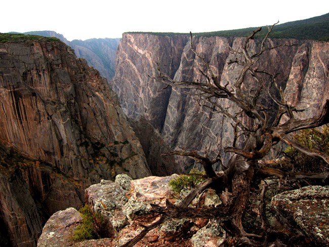 Steep canyon walls with tree skeleton in foreground