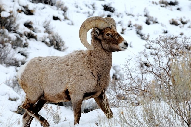 Bighorn ram walking through snowy sagebrush slope.