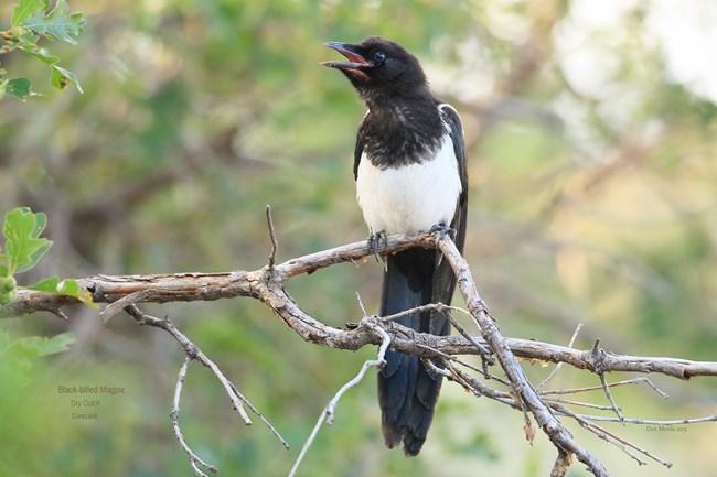 Black-billed magpie perched on a branch in leafy woodland.