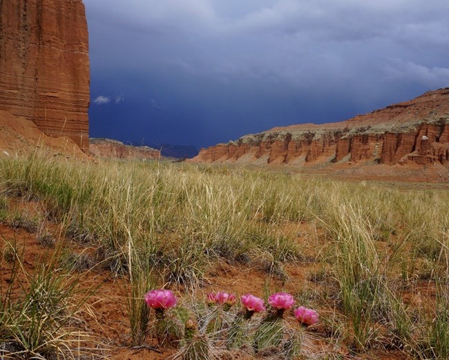 Desert grassland in red rock setting. Pink wildflowers grow in foreground as storm brews in the sky.