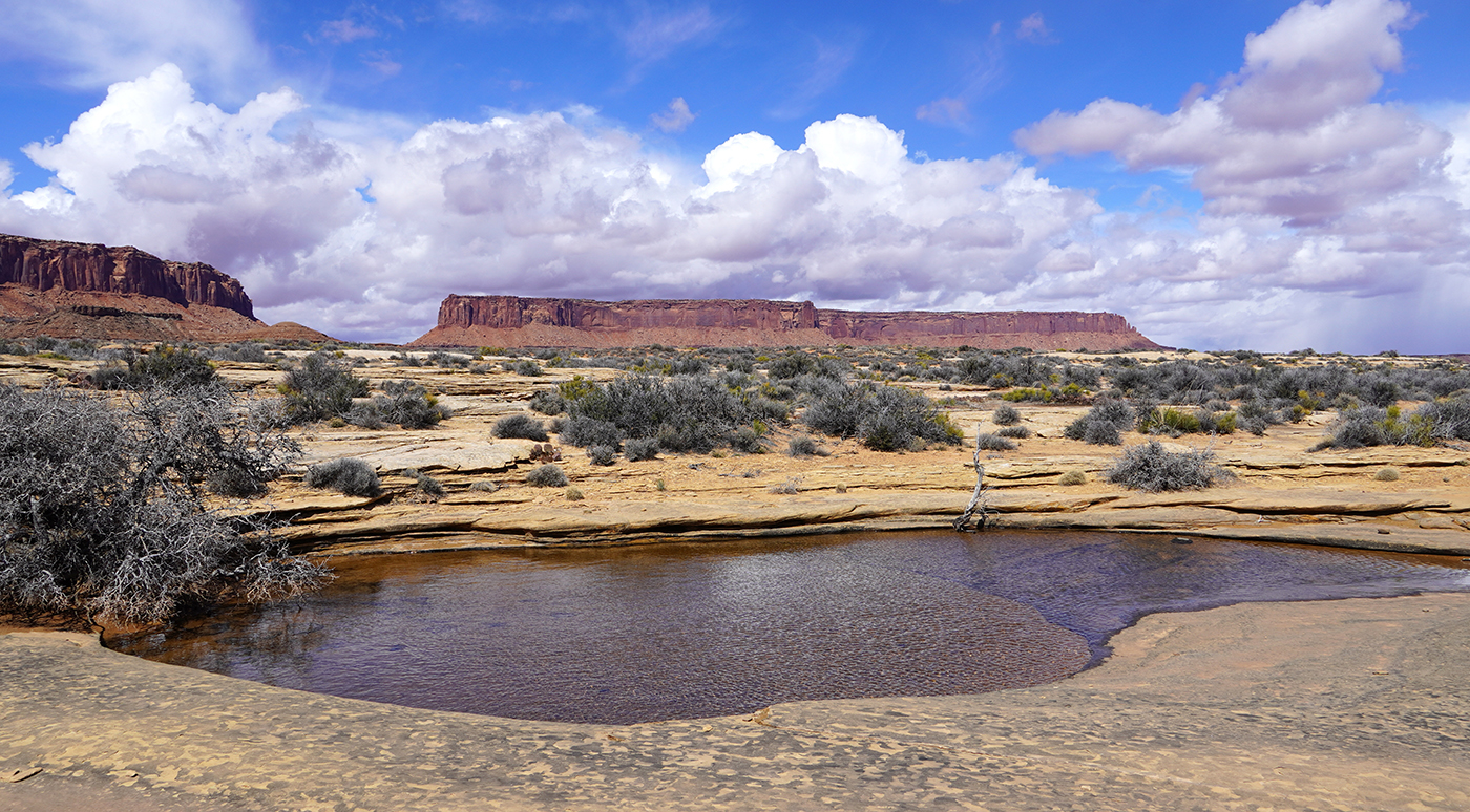 Two dead pinyon trees in red rock landscape.