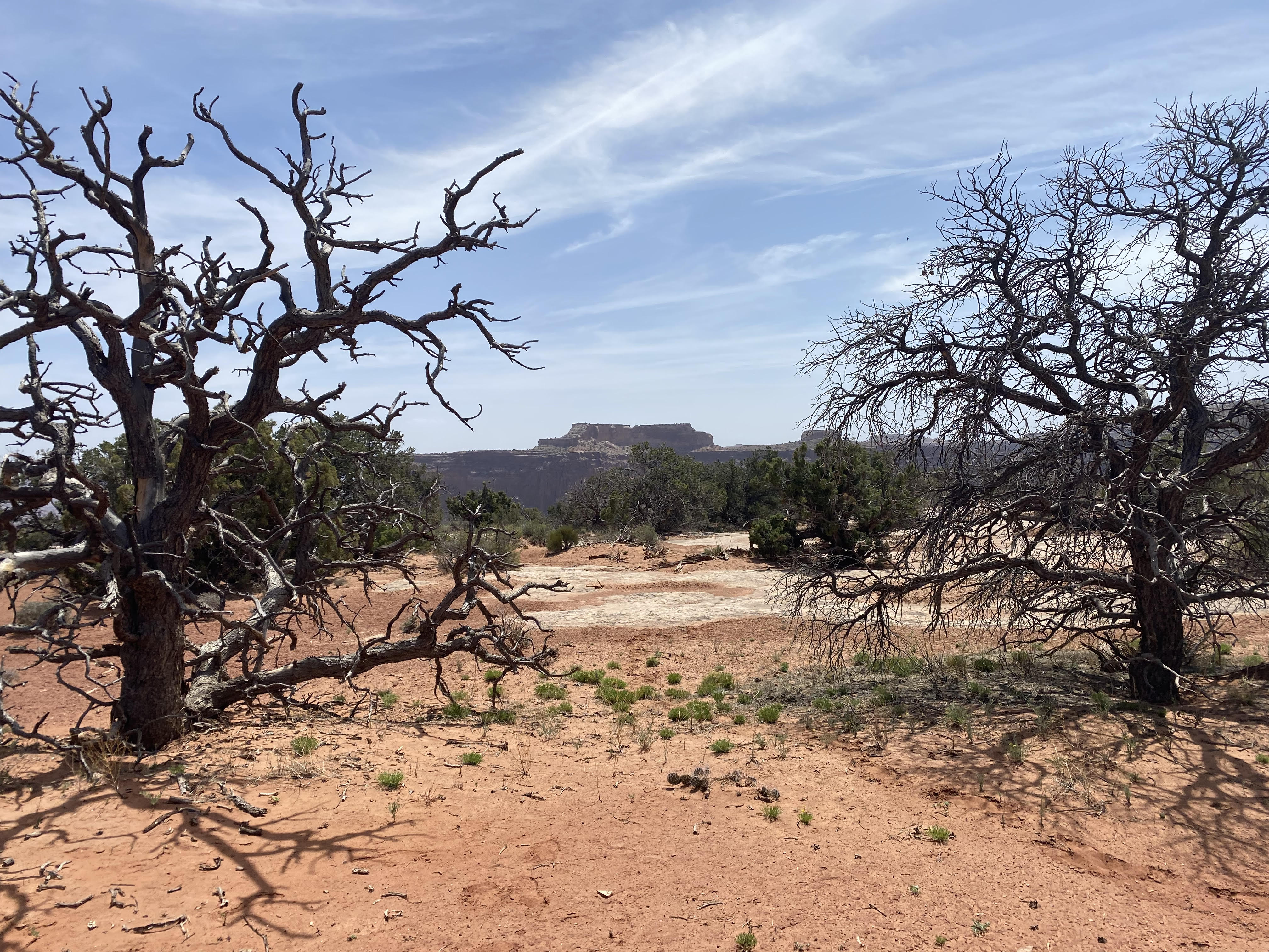 Two dead pinyon trees in red rock landscape.