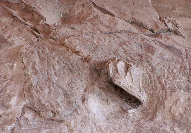 Camarasaurus skull and vertebrae fossilized in quarry wall