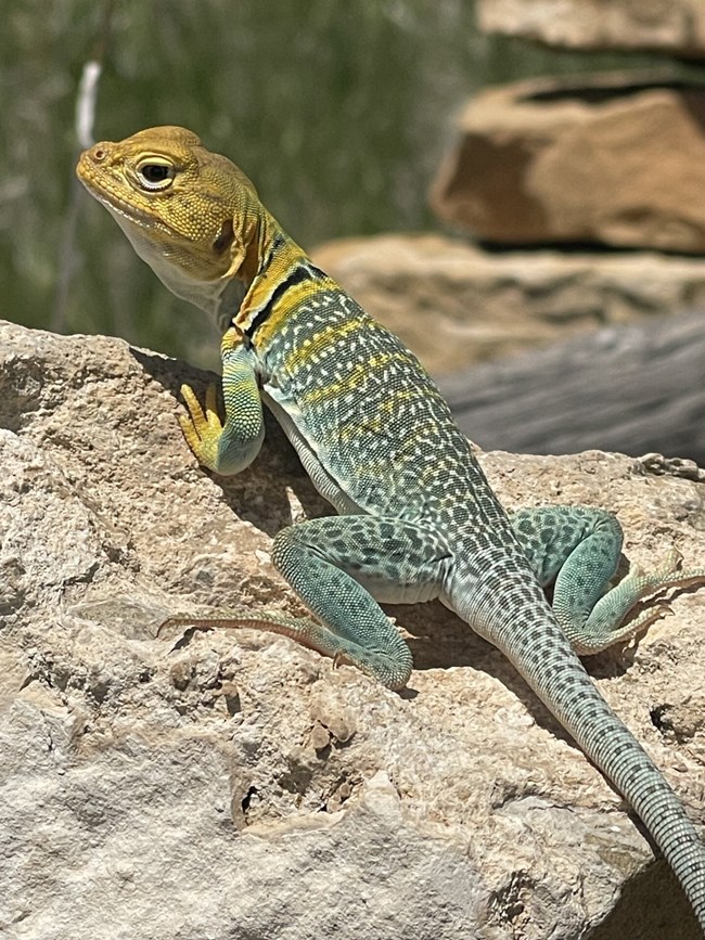 Turquoise and yellow lizard with a black band around its neck on a rock.