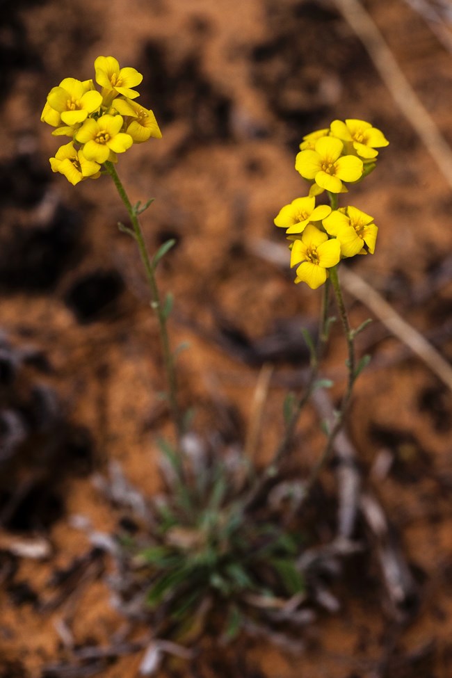 Yellow flowers of Colorado Plateau bladderpod blooming on red desert soil.