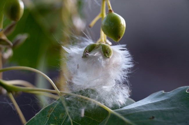 Close-up of cottonwood seeds with fluffy fibers emerging from pods on a leafy branch.
