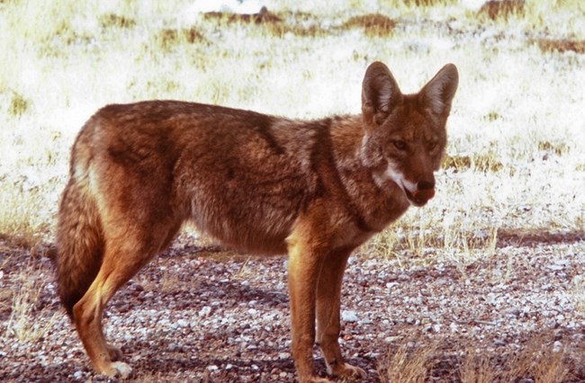 Coyote standing on gravel and grass at Capitol Reef National Park.