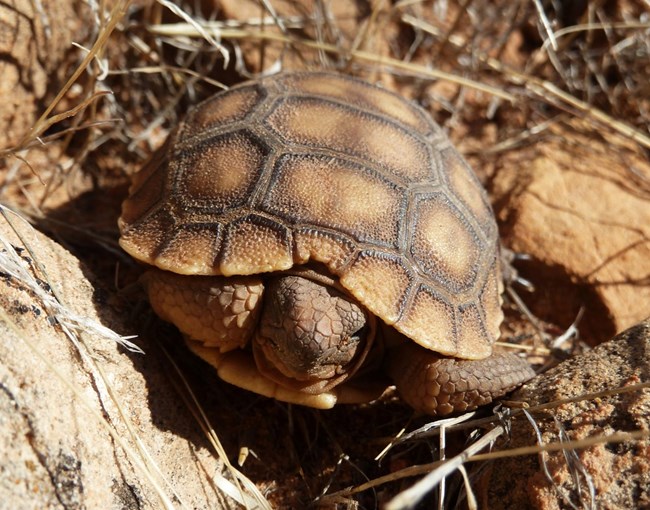 A two-inch desert tortoise hatchling tucked into its shell.