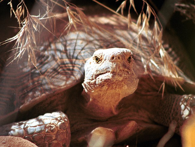 Desert tortoise looks into camera