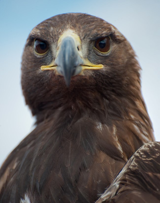 Close-up of golden eagle with sharp beak and intense gaze after release at Dead Horse Point.