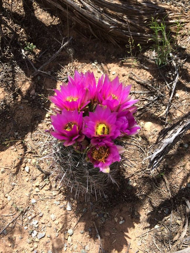 Magenta flowers bloom atop a Fishhook cactus growing in sandy desert soil.