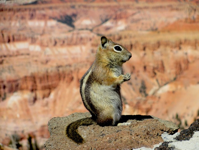 Golden-mantled ground squirrel perched on rock with Cedar Breaks cliffs in background